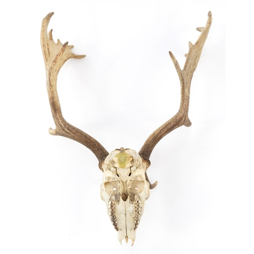 594 - Victorian taxidermy interest moose skull with antlers, 80cm high