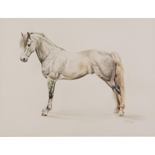 1341 - E R Dennis 1984 - Study of a dapple grey horse, equestrian interest watercolour, mounted, framed and... 