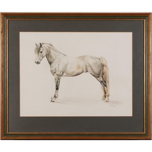 1341 - E R Dennis 1984 - Study of a dapple grey horse, equestrian interest watercolour, mounted, framed and... 