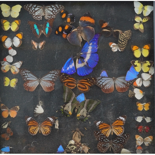 1445 - Collection of taxidermy butterflies housed in an ebonised glazed display case, 44.5cm x 44.5cm