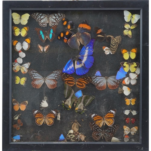 1445 - Collection of taxidermy butterflies housed in an ebonised glazed display case, 44.5cm x 44.5cm