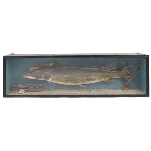 593 - Large Edwardian taxidermy pike housed in an ebonised naturalistic display case, 114cm in length