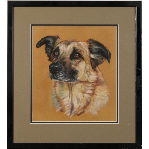 599 - Study of a dog, heightened mixed media, indistinctly signed, possibly J..Py..?, mounted, framed and ... 