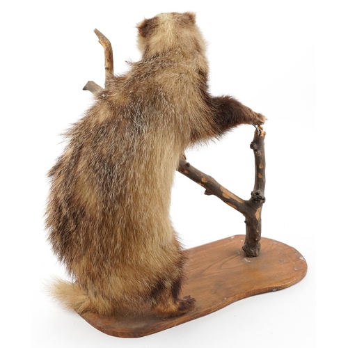 131 - Taxidermy badger with naturalistic display and oak base, 62cm high