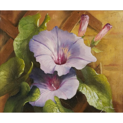 71 - Mary Dipnall - Still life, flowers, oil on canvas, The Whibley Galleries, Worthing label verso, insc... 