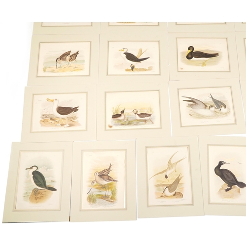 1090 - G J Broinowski - Large collection of bird prints in colour including Lesser Moddy, Australian Bitter... 