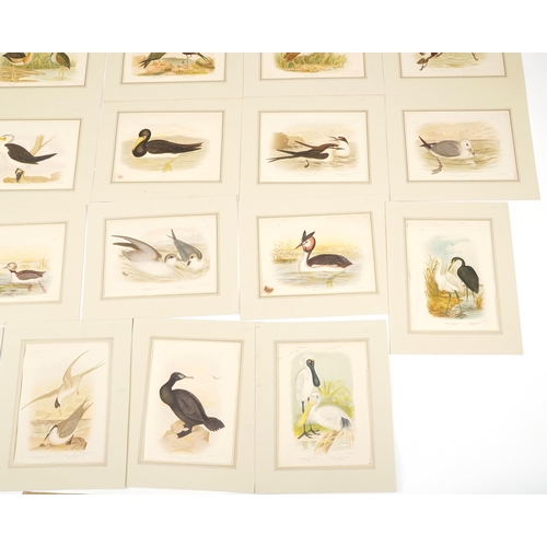 1090 - G J Broinowski - Large collection of bird prints in colour including Lesser Moddy, Australian Bitter... 