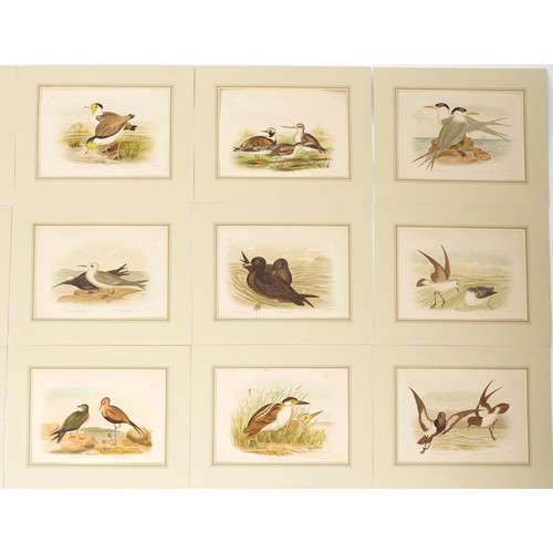 1090 - G J Broinowski - Large collection of bird prints in colour including Lesser Moddy, Australian Bitter... 