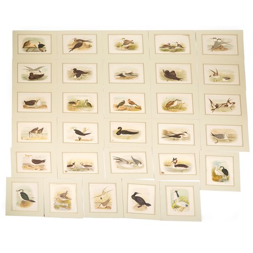 1090 - G J Broinowski - Large collection of bird prints in colour including Lesser Moddy, Australian Bitter... 