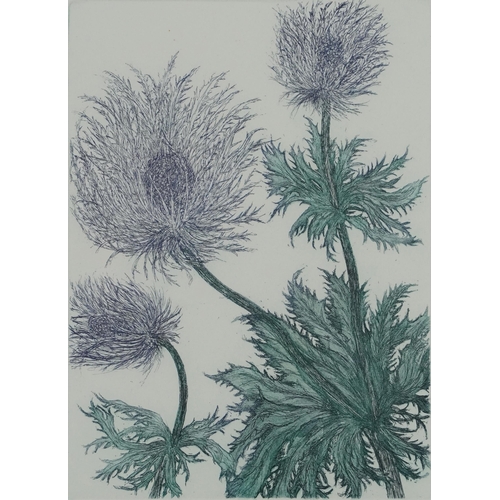 473A - Audrey Scovell - Thistles and Protea, two prints in colour comprising one artist's proof and one lim... 