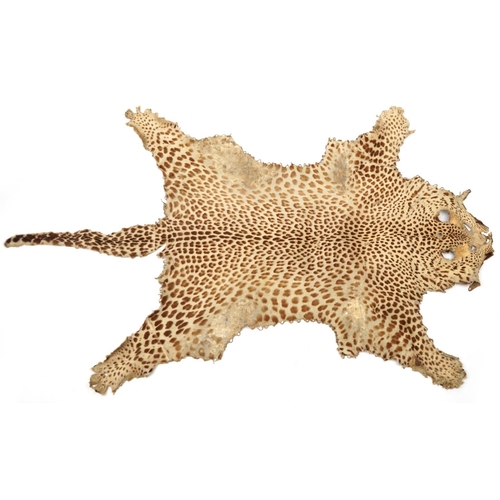 398 - Early 20th century taxidermy interest leopard skin, 220cm in length