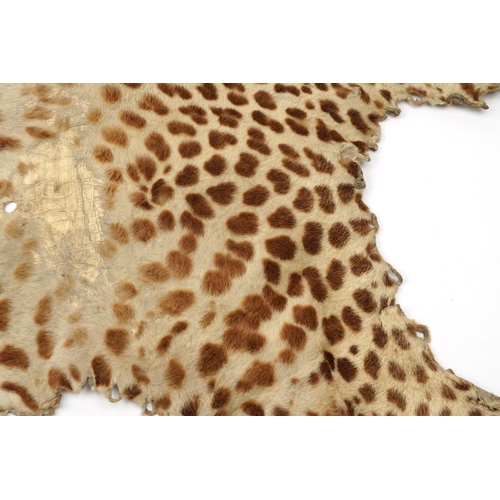 398 - Early 20th century taxidermy interest leopard skin, 220cm in length