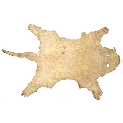 398 - Early 20th century taxidermy interest leopard skin, 220cm in length