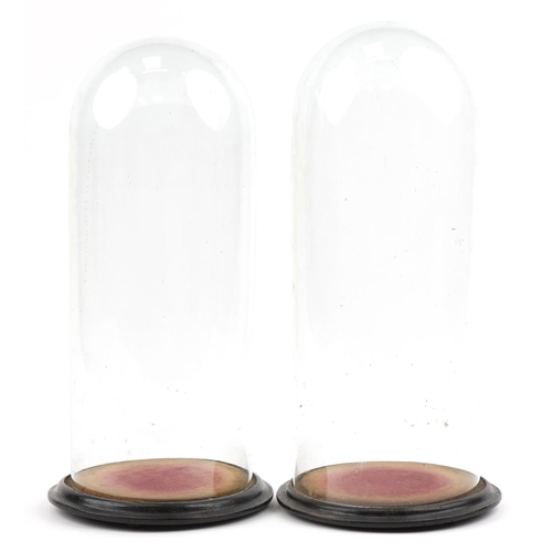 231 - Matched pair of 19th century glass domes raised on circular ebonised bases, each 47cm high