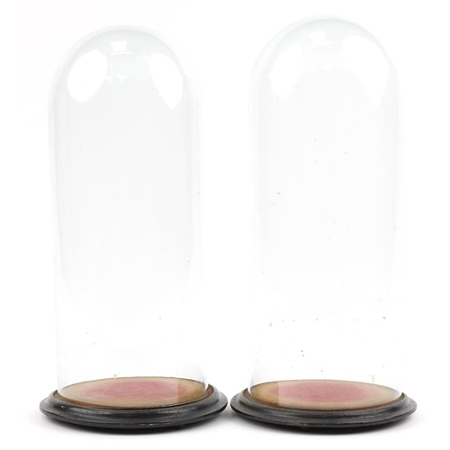 231 - Matched pair of 19th century glass domes raised on circular ebonised bases, each 47cm high