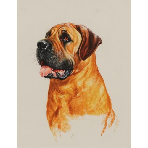 599A - Brian Bysouth - Study of a Bull Mastiff, acrylic, mounted, framed and glazed, 24cm x 19cm excluding ... 