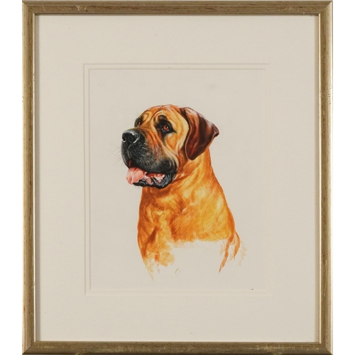 599A - Brian Bysouth - Study of a Bull Mastiff, acrylic, mounted, framed and glazed, 24cm x 19cm excluding ... 