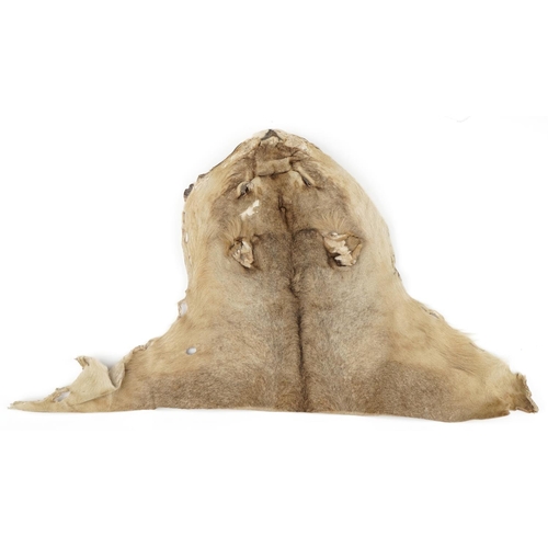 399 - Taxidermy interest African lion head with teeth, 58cm in length