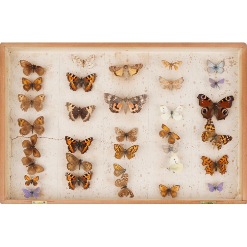 400 - Pine case of taxidermy butterflies, 40.5cm wide