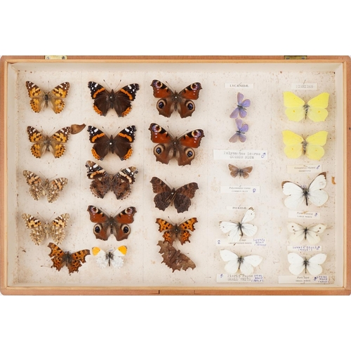 400 - Pine case of taxidermy butterflies, 40.5cm wide