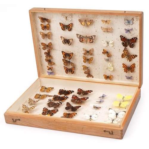 400 - Pine case of taxidermy butterflies, 40.5cm wide