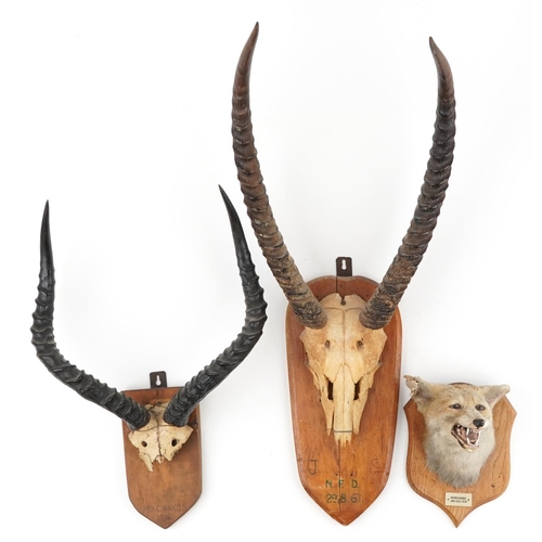 405 - Two pairs of 1950s and 60s taxidermy horns and a fox head, each mounted on an oak shield back, the l... 