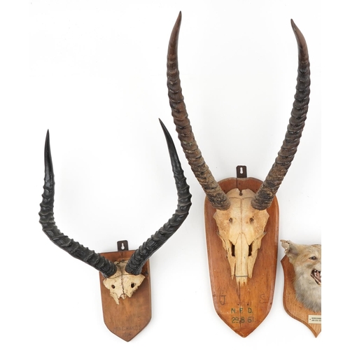 405 - Two pairs of 1950s and 60s taxidermy horns and a fox head, each mounted on an oak shield back, the l... 