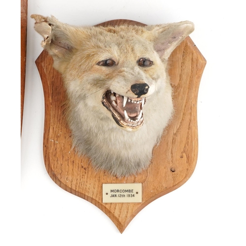 405 - Two pairs of 1950s and 60s taxidermy horns and a fox head, each mounted on an oak shield back, the l... 