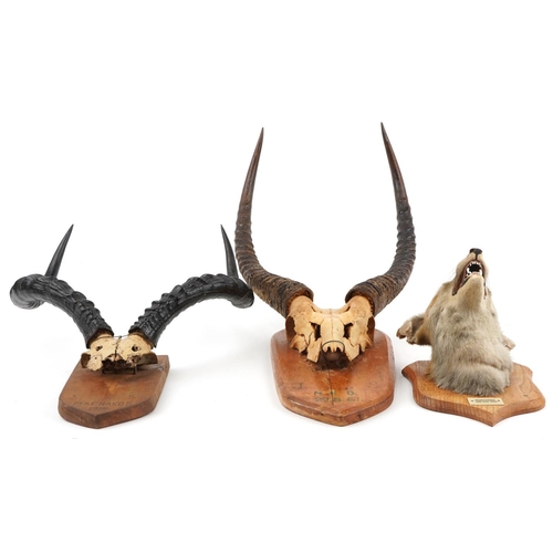 405 - Two pairs of 1950s and 60s taxidermy horns and a fox head, each mounted on an oak shield back, the l... 