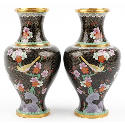 155 - Large pair of Chinese cloisonne baluster vases enamelled with birds amongst prunus flowers, 32cm hig... 