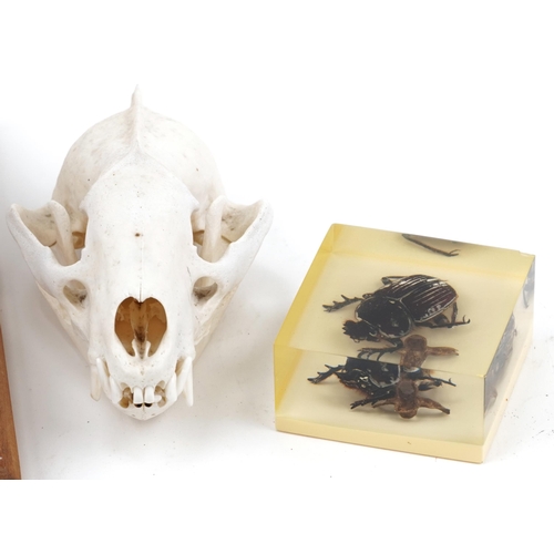 407 - Taxidermy skulls and insects comprising fox, badger, scorpion and beetle, the largest 14cm in length