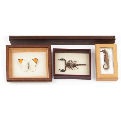 406 - Four glazed taxidermy displays comprising kestrel wings, African scorpion, seahorse and butterfly, t... 