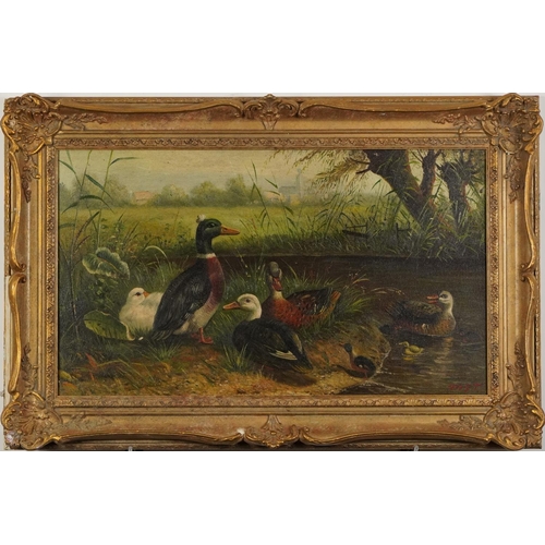 668 - Ducks beside water, Old Master style oil on board, mounted and framed, 59.5cm x 33.5cm excluding the... 