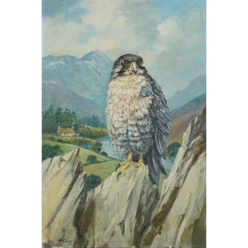 76 - William Henry Archibald Constantine, artist for Judges Post Cards - Peregrine falcon before a mounta... 