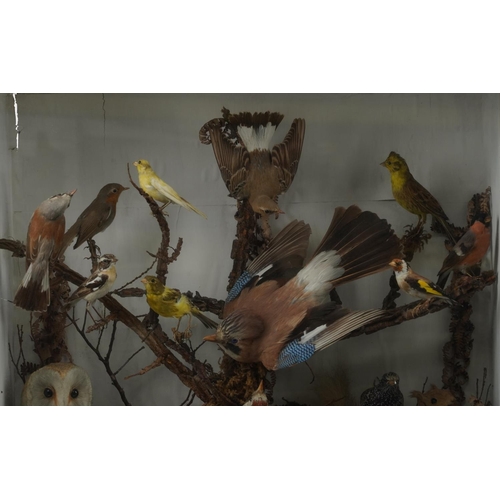 404 - Victorian taxidermy glazed display of birds and a red squirrel including jay, barn owl, robin, duckl... 