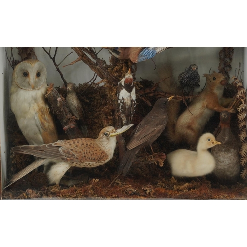 404 - Victorian taxidermy glazed display of birds and a red squirrel including jay, barn owl, robin, duckl... 