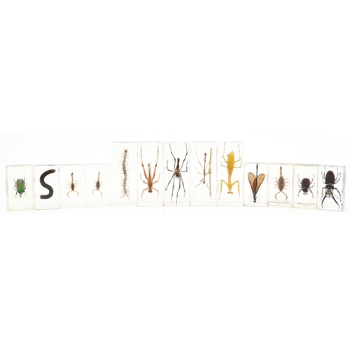 409 - Thirteen taxidermy interest insects housed in acrylic blocks including tiger millipede, stag beetle ... 