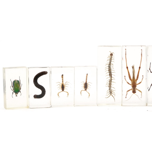 409 - Thirteen taxidermy interest insects housed in acrylic blocks including tiger millipede, stag beetle ... 