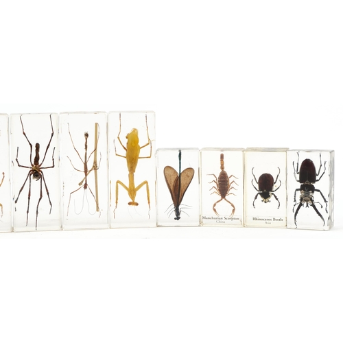 409 - Thirteen taxidermy interest insects housed in acrylic blocks including tiger millipede, stag beetle ... 