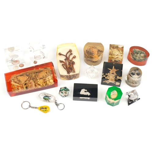 410 - Taxidermy interest acrylic paperweights and keyrings including various sea creatures and insects, th... 