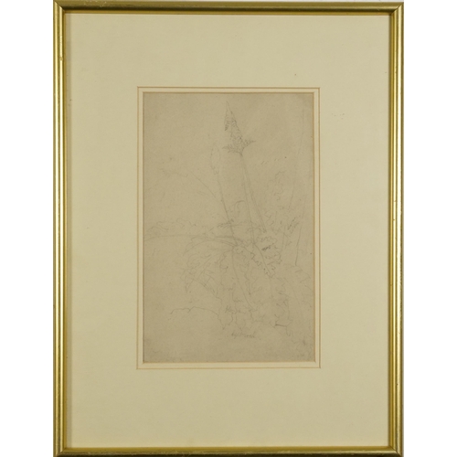 3036 - Manner of Edward Lear - Still life flowers, 19th century botanical preliminary pencil sketch with in... 
