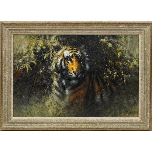 669 - Tony Forrest - Study of a Tiger in undergrowth, oil on canvas, mounted and framed, 89cm x 59cm exclu... 