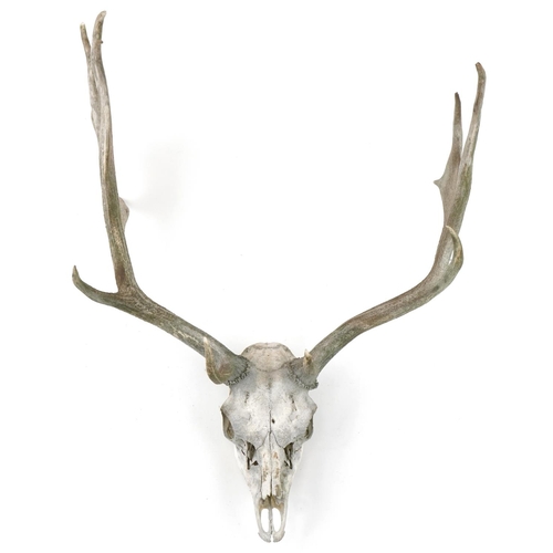 350 - Taxidermy interest moose skull with horns, 68cm high