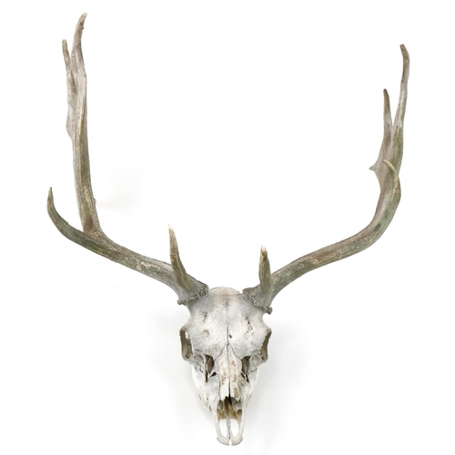 350 - Taxidermy interest moose skull with horns, 68cm high