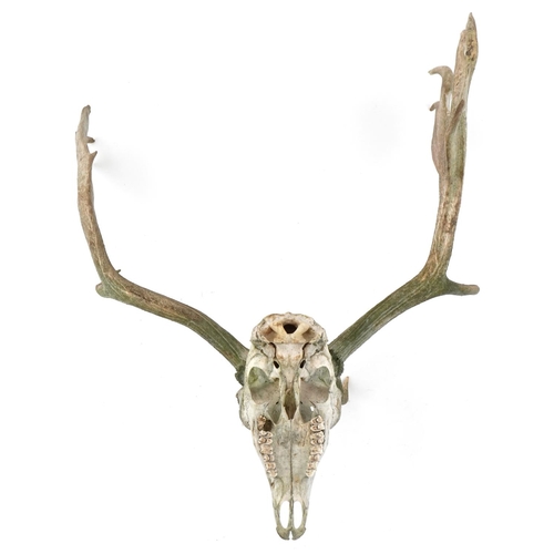 350 - Taxidermy interest moose skull with horns, 68cm high