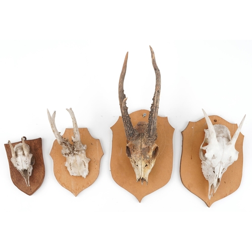 351 - Four taxidermy skulls and horns mounted on shield backs, the largest overall 40cm high