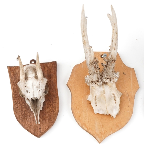 351 - Four taxidermy skulls and horns mounted on shield backs, the largest overall 40cm high