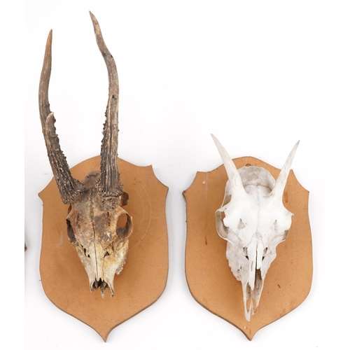 351 - Four taxidermy skulls and horns mounted on shield backs, the largest overall 40cm high