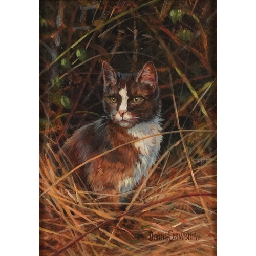 93 - Donna Crawshaw - Cat in Hedge I, Modern British oil on board, O G Mell Galleries London label and in... 