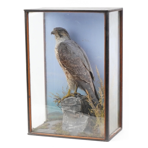 349 - Victorian taxidermy falcon housed in a glazed display case with naturalistic setting, 58.5cm H x 40.... 